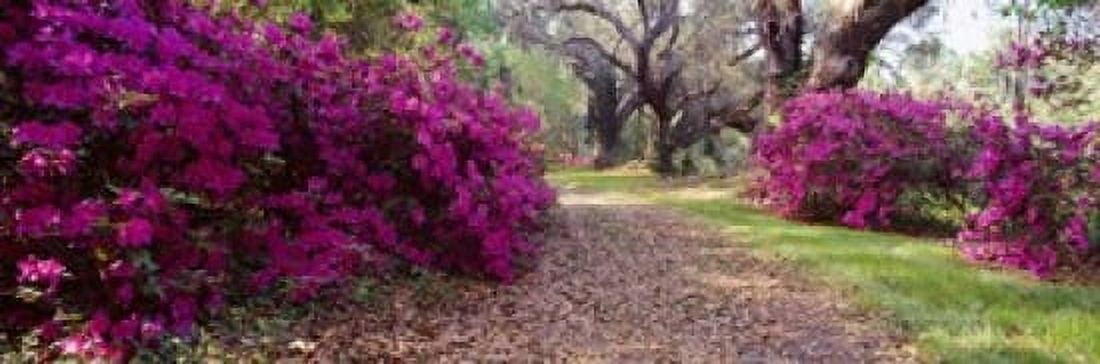 Magnolia Plantation and Gardens Charleston South Carolina Canvas Art - Panoramic Images (37 x 12)
