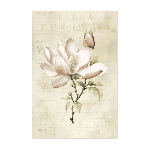 Magnolia Spring Romance - Illustration Floral Vintage Botanical Flowers Nature Pastel Minimalist Unframed Wall Art Print 20 x 30 inches