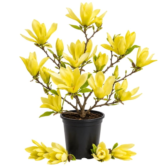 Magnolia Tree Live Plant in 2.5'' Pot, Magnolia Starter Tree, Ornamental Flowering Tree, Outdoor or Container Growing (Yellow Magnolia)