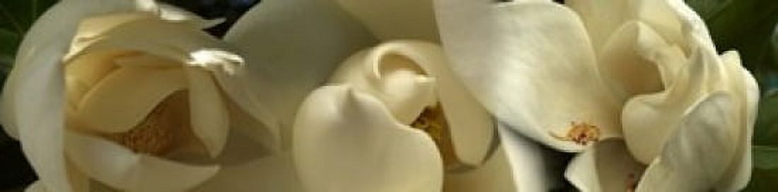 Magnolia flowers Canvas Art - Panoramic Images (40 x 10)