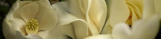 Magnolia flowers Canvas Art - Panoramic Images (40 x 10)