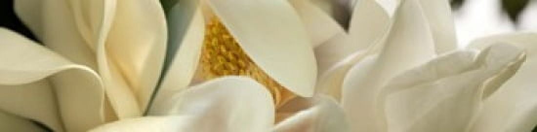 Magnolia flowers Canvas Art - Panoramic Images (40 x 10)