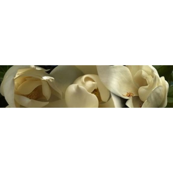 Magnolia flowers Poster Print (20 x 5)