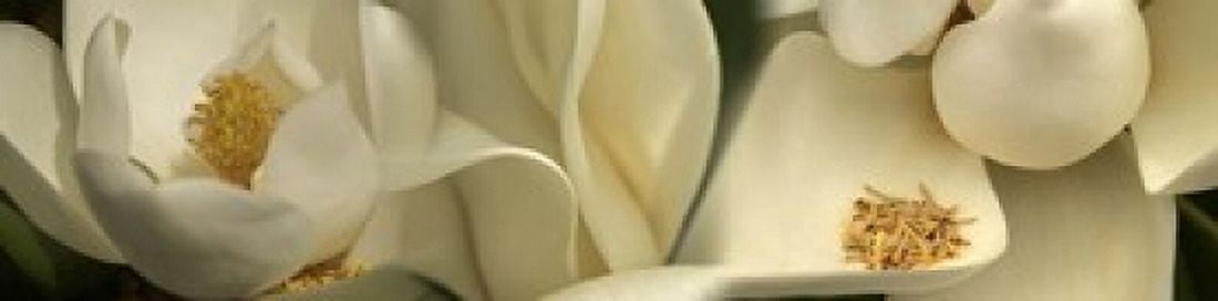Magnolia heaven flowers Canvas Art - Panoramic Images (20 x 5)