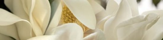 Magnolia heaven flowers Canvas Art - Panoramic Images (40 x 10)