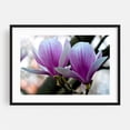 thumbnail image 1 of Magnolia tree in the sunny spring light - Bezirk Pankow Berlin Germany Photography Floral Flowers Botanical Nature Garden Scenic Black Framed Wall Art Print 5 x 7 inches, 1 of 4