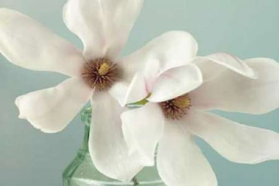 Magnolias Canvas Art - Assaf Frank (12 x 18)