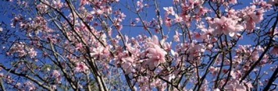 Magnolias Golden Gate Park San Francisco California USA Canvas Art - Panoramic Images (36 x 12)