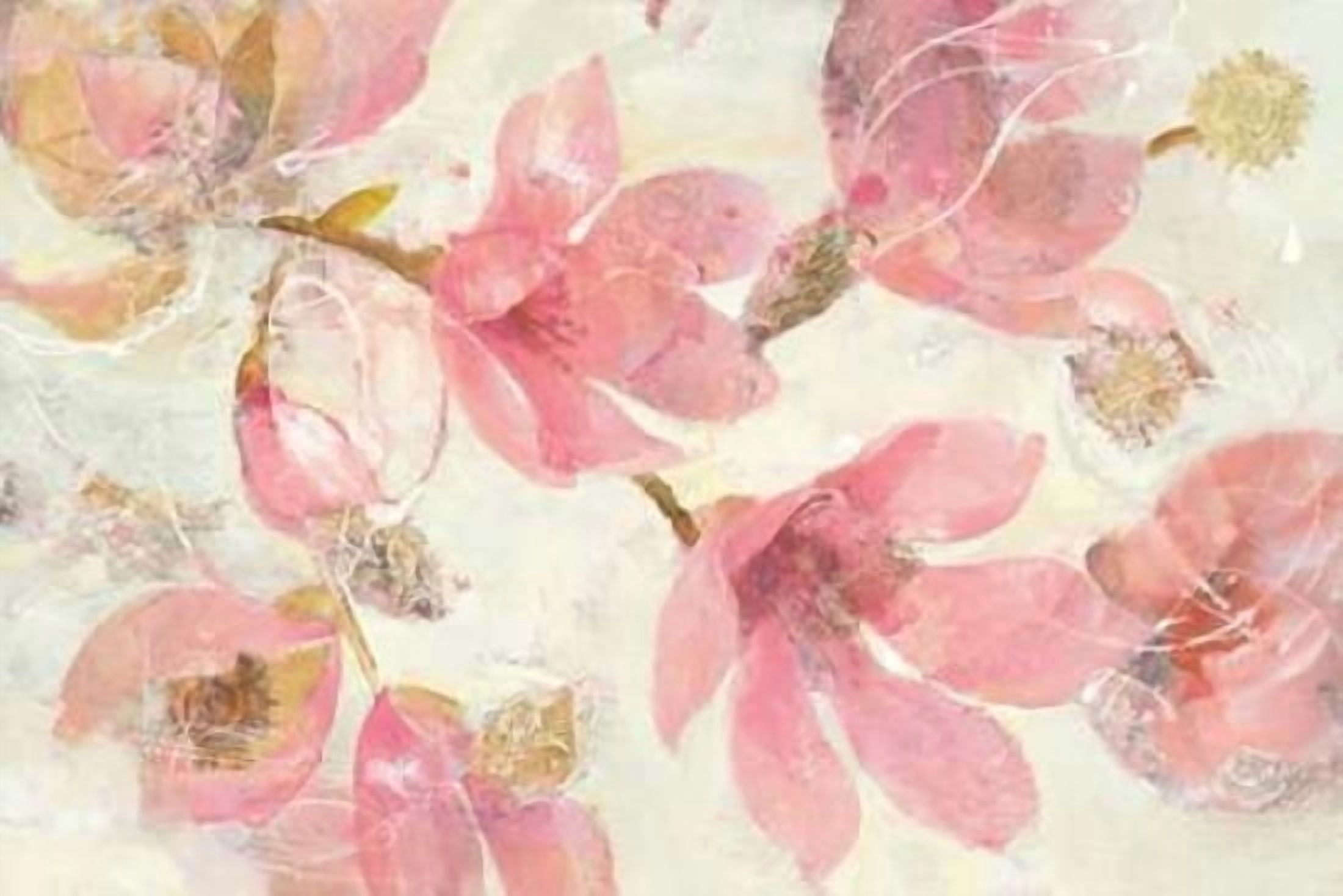 Magnolias in Bloom on White Canvas Art - Albena Hristova (24 x 36)