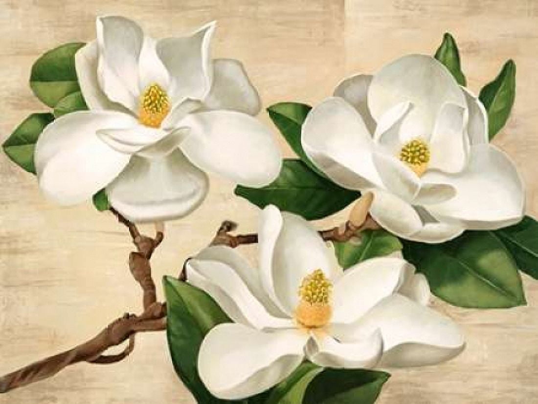 Magnolie bianche Canvas Art - Serena Biffi (22 x 28)