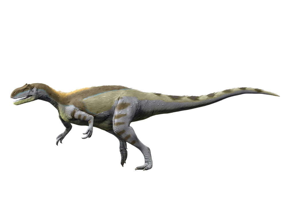Magnosaurus nethercombensis Middle Jurassic of England Canvas Art - Nobumichi TamuraStocktrek Images (17 x 13)