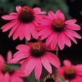 thumbnail image 1 of Magnus Coneflower - Echinacea - Bright Carmine-Rose Blooms - Gallon Pot, 1 of 1