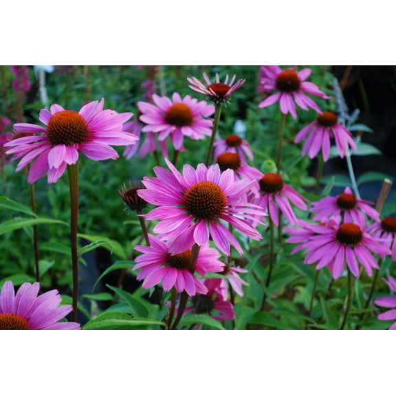 Magnus Coneflower - Echinacea Purpurea magnus - Quart Pot