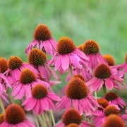 Magnus Spirit Echinacea Flower Garden Seeds (Purple Coneflower) - 1000 Seeds - Perennial Flower Gardening Seed - Echinacea purpurea