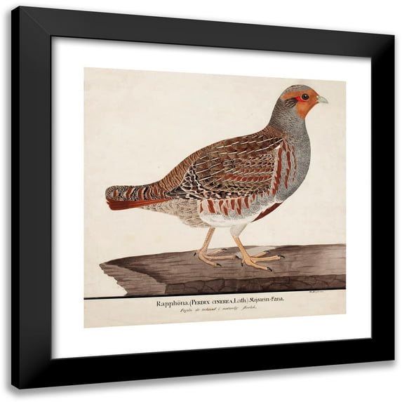 Magnus Von Wright 12x12 Black Modern Framed Museum Art Print Titled - Grey Partridge (1824)
