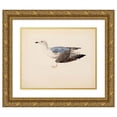 thumbnail image 1 of Magnus Von Wright 18x15 Gold Ornate Wood Frame and Double Matted Museum Art Print Titled - European Herring Gull (1837), 1 of 4