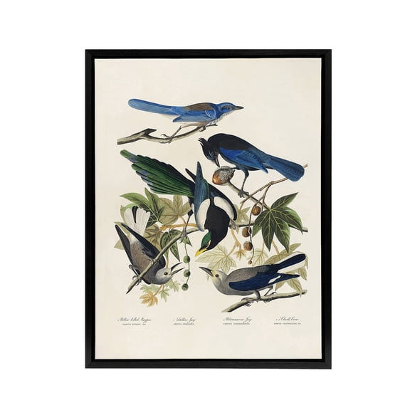 Magpie Clarks Crow and Jays Audubon Nature Black Framed Canvas Wall Art 24X32"