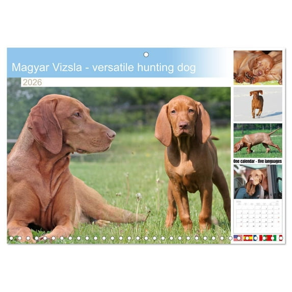 Magyar Vizsla - versatile hunting dog (Monthly Wall Calendar 2026 16.5 x 23.4 (open)), CALVENDO 14 Month Calendar