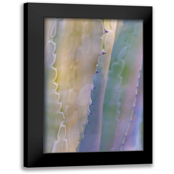 Mahan, Kathy 11x14 Black Modern Framed Museum Art Print Titled - Agave I