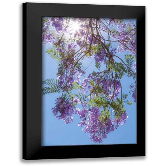 Mahan, Kathy 11x14 Black Modern Framed Museum Art Print Titled - Jacaranda Tree II