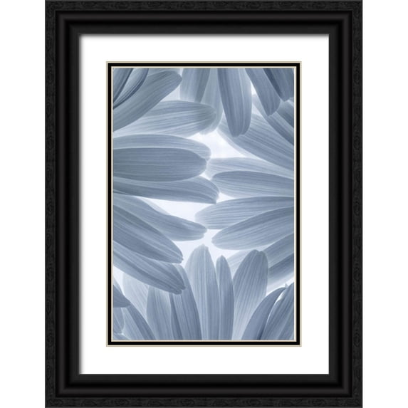 Mahan, Kathy 11x14 Black Ornate Wood Framed with Double Matting Museum Art Print Titled - Shasta Daisies II