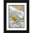 thumbnail image 1 of Mahan, Kathy 11x14 Black Ornate Wood Framed with Double Matting Museum Art Print Titled - White Crocus Blossoms I, 1 of 4