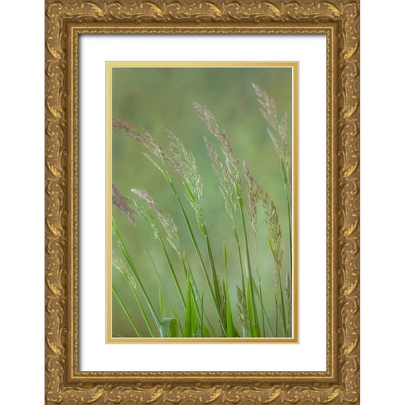 Mahan, Kathy 11x14 Gold Ornate Wood Framed with Double Matting Museum Art Print Titled - Velvet Grass IV