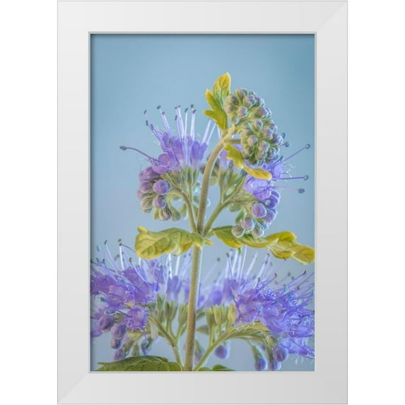 Mahan, Kathy 11x14 White Modern Wood Framed Museum Art Print Titled - Caryopteris V