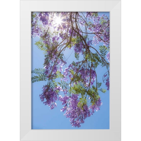 Mahan, Kathy 11x14 White Modern Wood Framed Museum Art Print Titled - Jacaranda Tree II