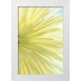 thumbnail image 1 of Mahan, Kathy 11x14 White Modern Wood Framed Museum Art Print Titled - Yellow Chrysanthemum I, 1 of 4