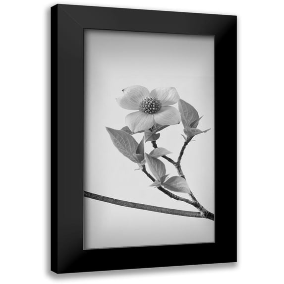 Mahan, Kathy 12x18 Black Modern Framed Museum Art Print Titled - Pacific Dogwood Blossoms II