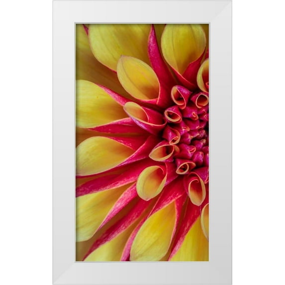 Mahan, Kathy 12x18 White Modern Wood Framed Museum Art Print Titled - Red and Yellow Dahlia I