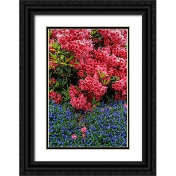 Mahan, Kathy 13x18 Black Ornate Wood Framed with Double Matting Museum Art Print Titled - Lithodora and Rhododendron