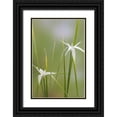 thumbnail image 1 of Mahan, Kathy 13x18 Black Ornate Wood Framed with Double Matting Museum Art Print Titled - Star Grass I, 1 of 4