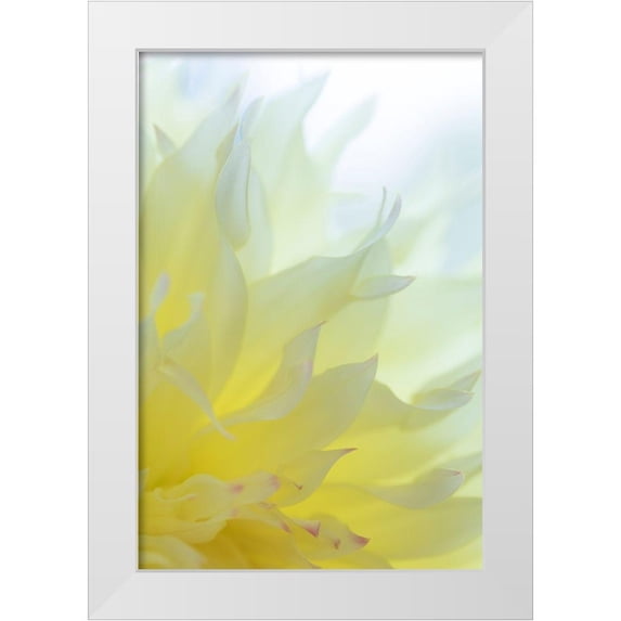 Mahan, Kathy 13x18 White Modern Wood Framed Museum Art Print Titled - Dahlia Blossom I