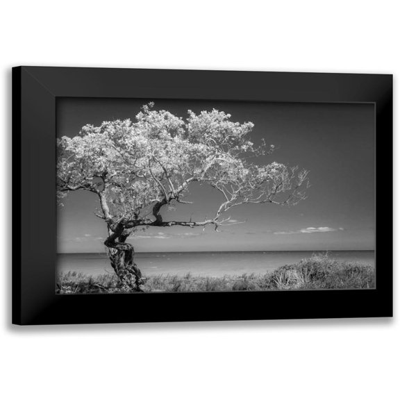 Mahan, Kathy 14x11 Black Modern Framed Museum Art Print Titled - Lone Tree I