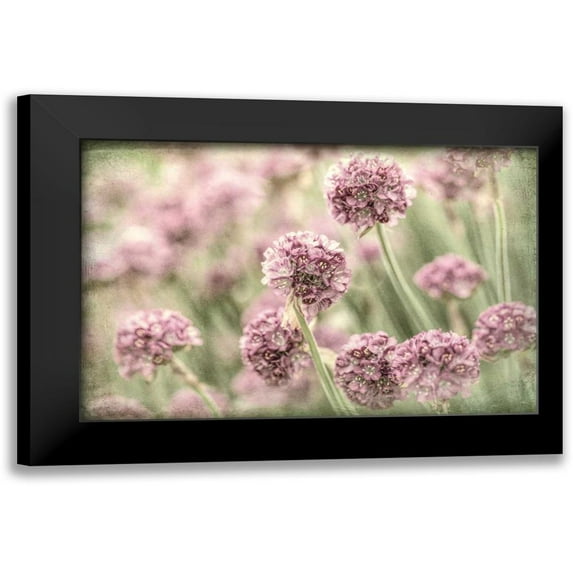 Mahan, Kathy 14x11 Black Modern Framed Museum Art Print Titled - Sea Thrift II