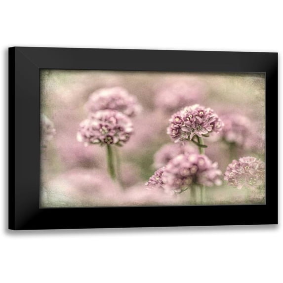 Mahan, Kathy 14x11 Black Modern Framed Museum Art Print Titled - Sea Thrift I