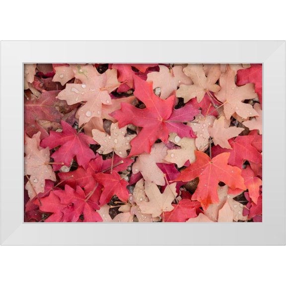 Mahan, Kathy 14x11 White Modern Wood Framed Museum Art Print Titled - Fallen Leaves I