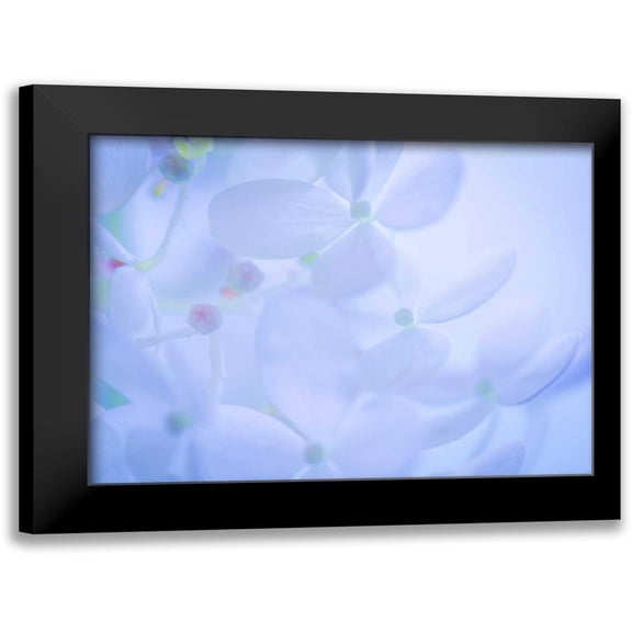 Mahan, Kathy 14x12 Black Modern Framed Museum Art Print Titled - Lime Light Hydrangea II