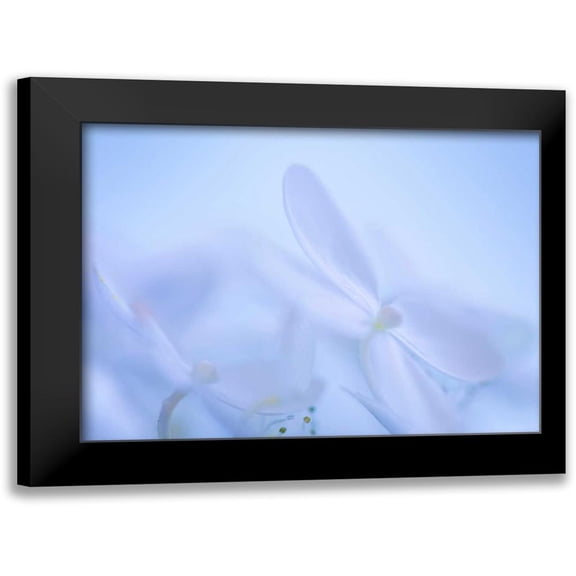 Mahan, Kathy 14x12 Black Modern Framed Museum Art Print Titled - Lime Light Hydrangea IV