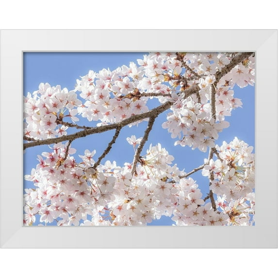 Mahan, Kathy 14x12 White Modern Wood Framed Museum Art Print Titled - Spring Cherry Blossoms II