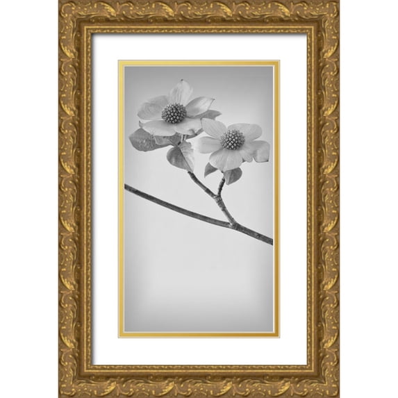 Mahan, Kathy 15x24 Gold Ornate Wood Framed with Double Matting Museum Art Print Titled - Pacific Dogwood Blossoms I