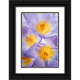 thumbnail image 1 of Mahan, Kathy 17x24 Black Ornate Wood Framed with Double Matting Museum Art Print Titled - Crocus Blooms II, 1 of 4