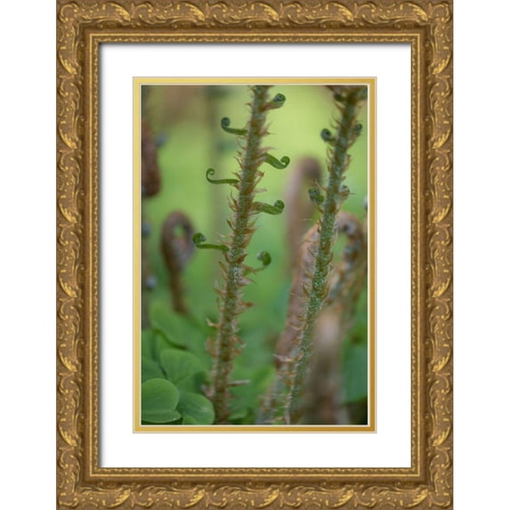 Mahan, Kathy 17x24 Gold Ornate Wood Framed with Double Matting Museum Art Print Titled - Sword Fern I