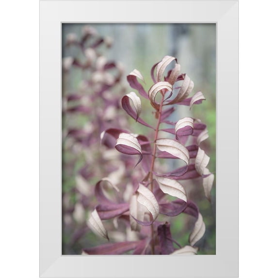 Mahan, Kathy 17x24 White Modern Wood Framed Museum Art Print Titled - Fireweed in Fall II