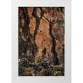 thumbnail image 1 of Mahan, Kathy 17x24 White Modern Wood Framed Museum Art Print Titled - Ponderosa Pine I, 1 of 4