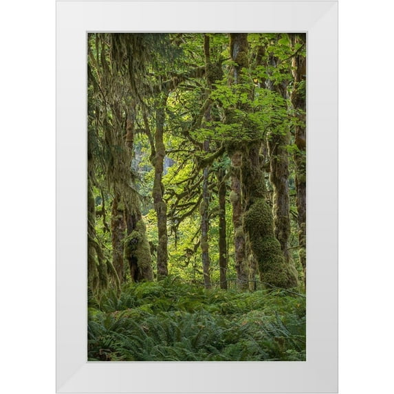 Mahan, Kathy 17x24 White Modern Wood Framed Museum Art Print Titled - Quinault Rainforest I