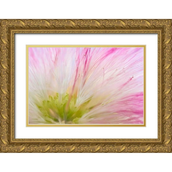 Mahan, Kathy 18x13 Gold Ornate Wood Framed with Double Matting Museum Art Print Titled - Mimosa Tree Blossom IV