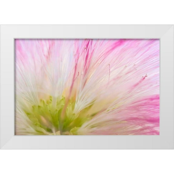 Mahan, Kathy 18x13 White Modern Wood Framed Museum Art Print Titled - Mimosa Tree Blossom IV